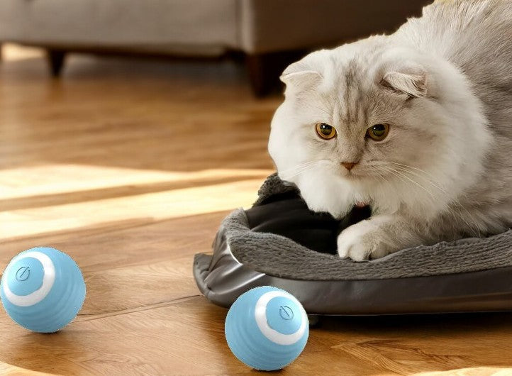 CatRush